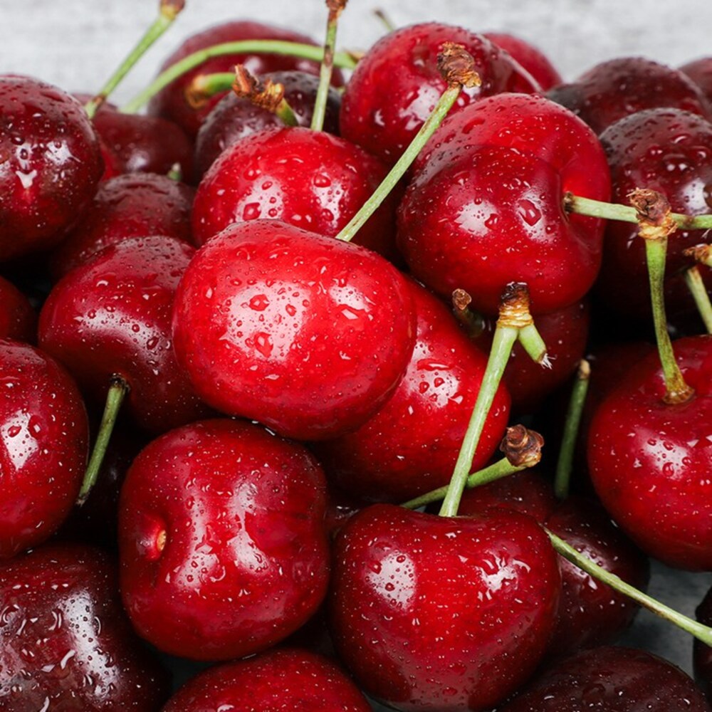 [청년농가] 새콤달콤 칠레 생 체리(대과) 체리 500g(9.5row)