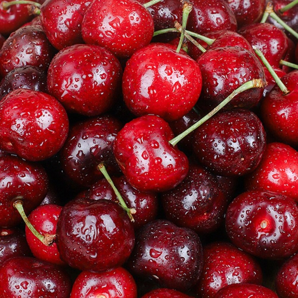 [청년농가] 새콤달콤 칠레 생 체리(대과) 체리 1kg(9.5row)