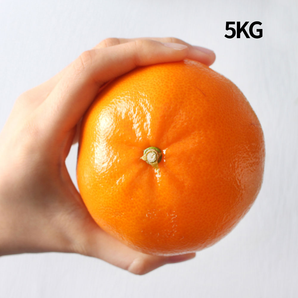 [맛좋수다]천혜향 벌크(선물포장X) 5KG