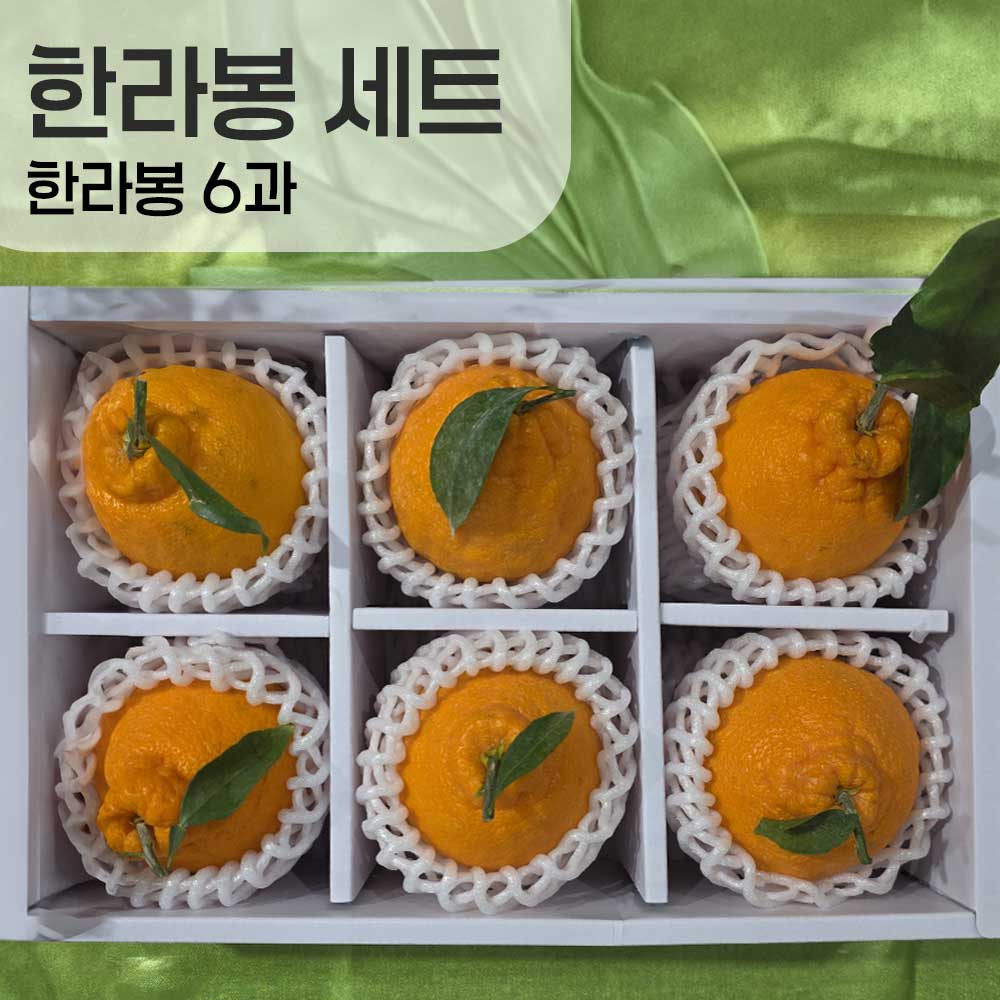 한라봉 6과