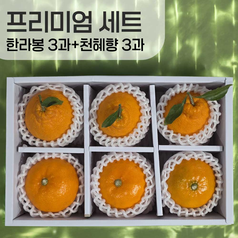 천혜향 3과+한라봉 3과