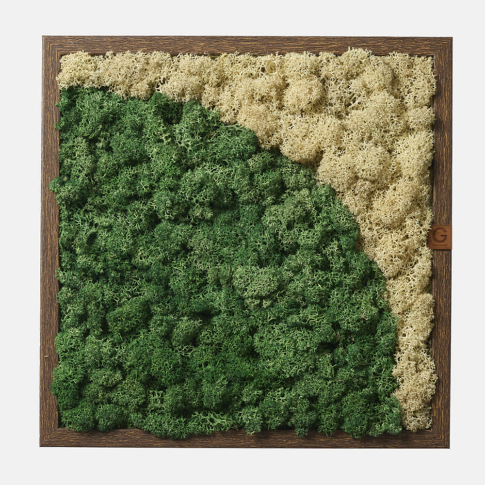 그린무드 리인디어 모스 23cm / 천연이끼