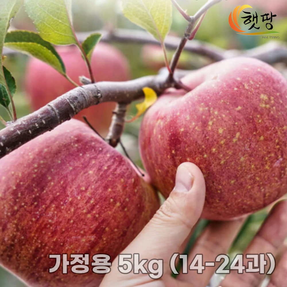 [햇땅] 맛있는 안동사과 부사 가정용 5kg (14-24과)