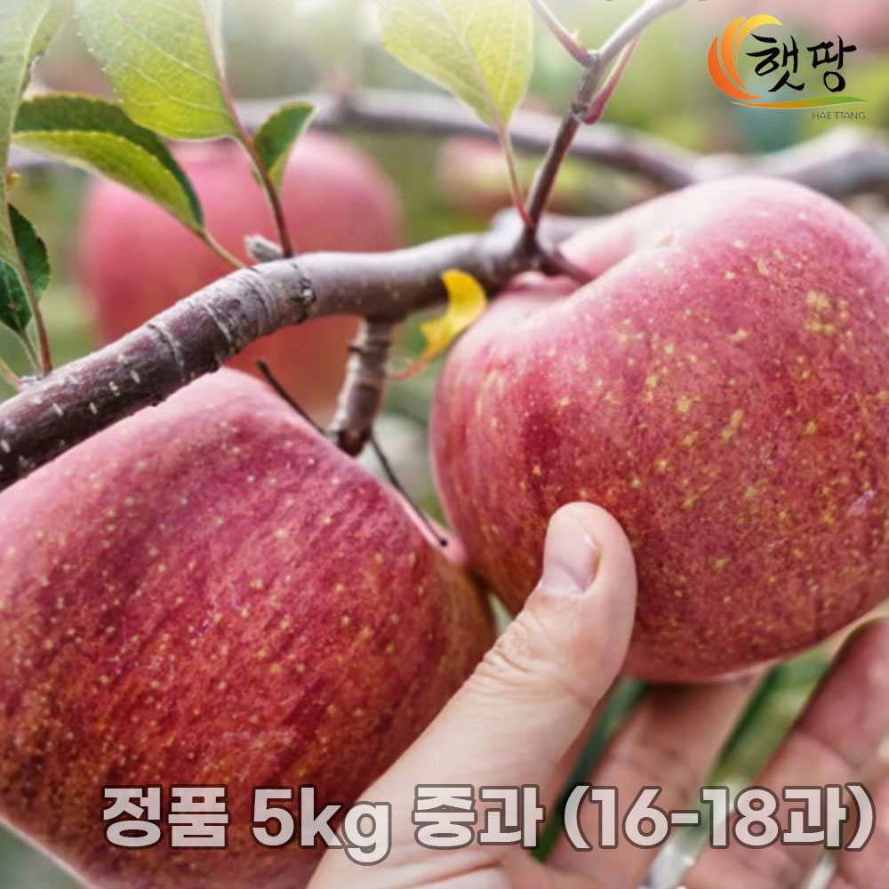 [햇땅] 맛있는 안동사과 부사 정품 5kg 중과 (16-18과)