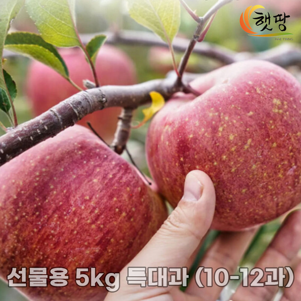 [햇땅] 맛있는 안동사과 부사 선물용 5kg 특대과 (10-12과)