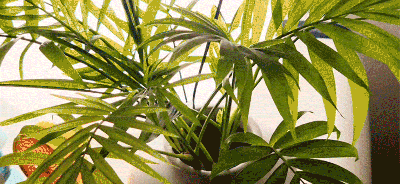 442027 (5).gif