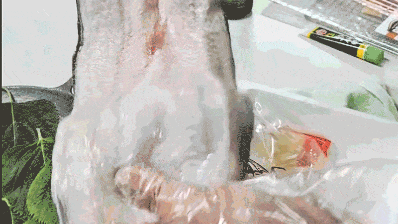ss01p09.gif