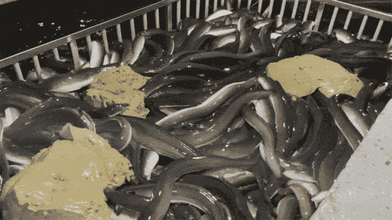 ss01p10.gif