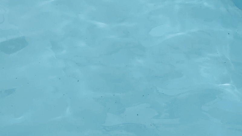 srk-d7-8.gif