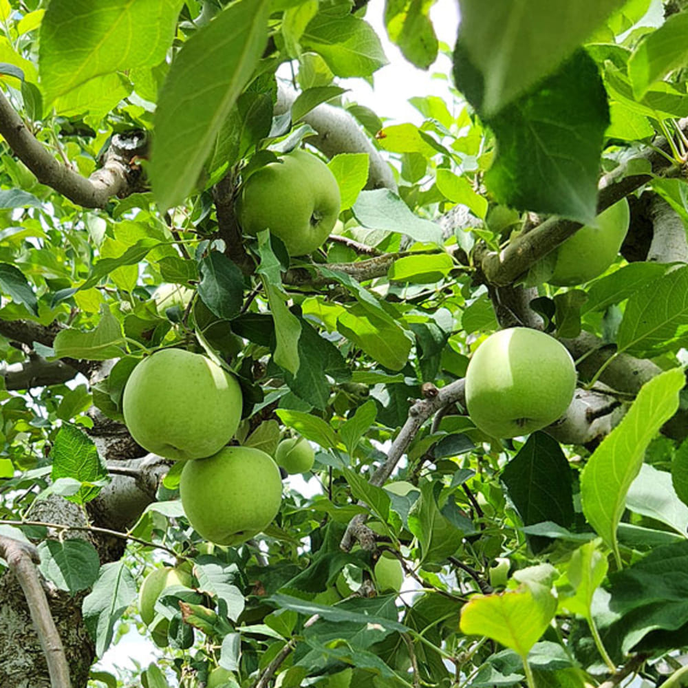 [Dalok Agricultural Products] Green Apple (Aori Summer King) Practical 3kg Small to Medium Size (18-19 fruits)