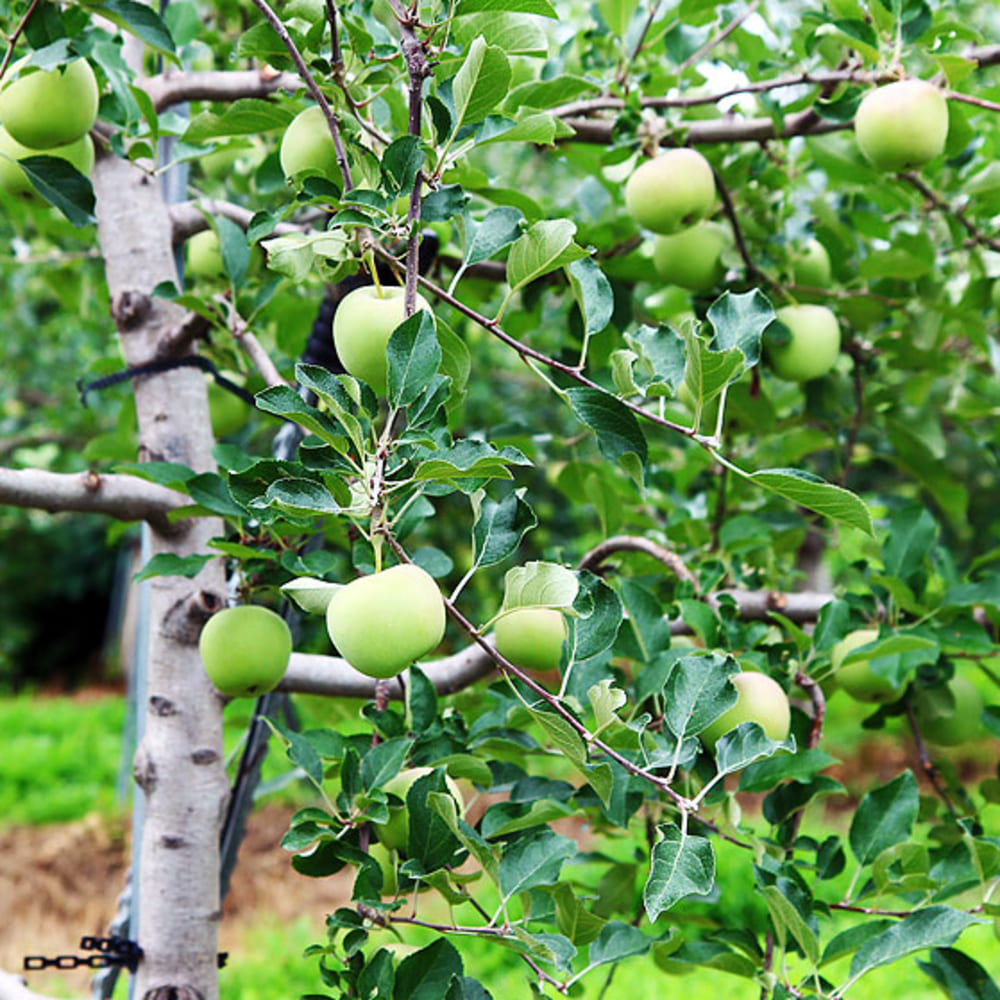[Dalog Agricultural Products] Green Apple (Aori Summer King) Value Pack 4kg Medium Size (19-24 fruits)