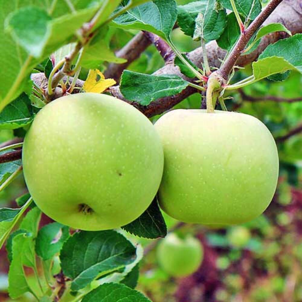 [Dalo Agricultural Products] Green Apple (Aori Summer King) Value Pack 2kg Medium Size (12-13 pieces)