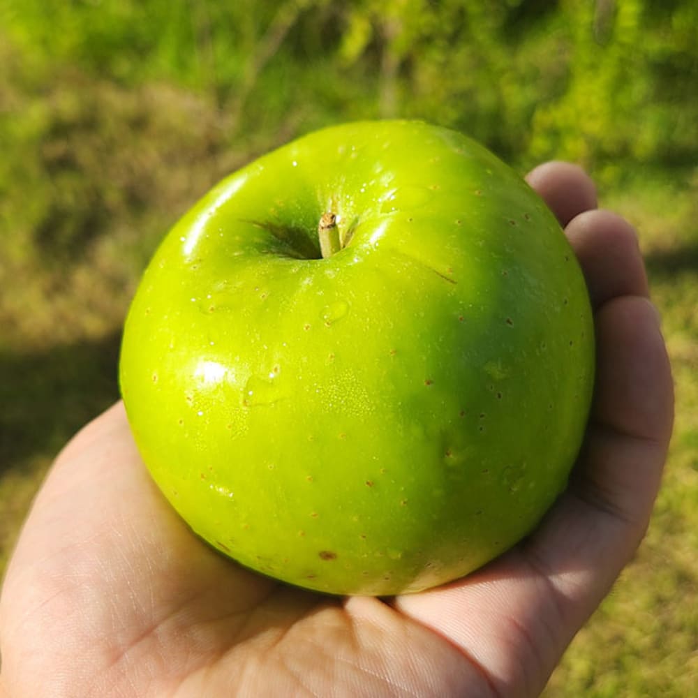 [Dalo Agricultural Products] Green Apple (Aori Summer King) Value Pack 2.5kg Large Size (8-11 pieces)