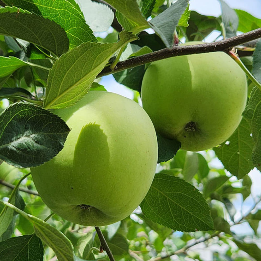 [Dalo Agriculture] Green Apple (Aori Summer King) Value Pack 3kg Small Size (19-24 Apples)