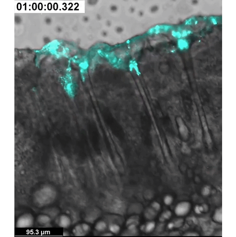 exo_d4.gif