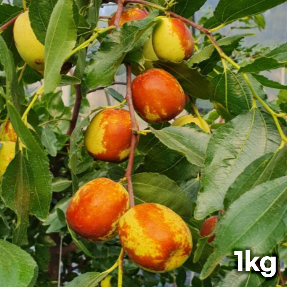 달콤아삭 햇 사과대추생과 1kg (왕특~대 )