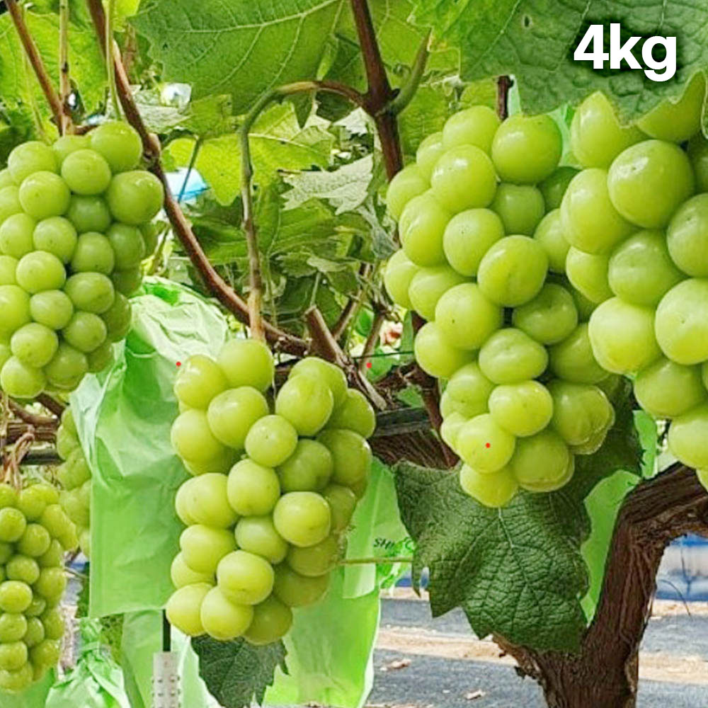 샤인머스켓 4kg (4~6수)