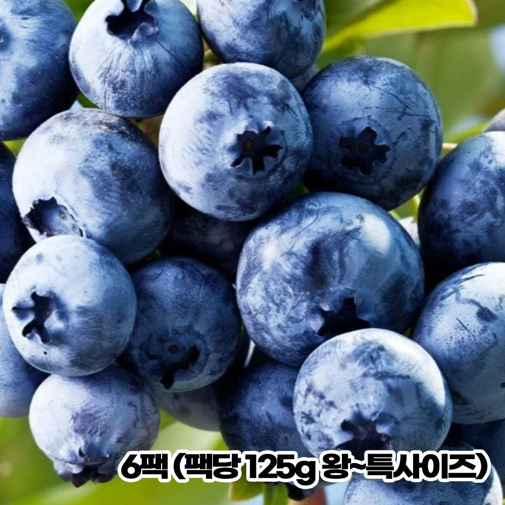 특품 칠레산 블루베리생과 6팩 (팩당 125g 왕~특사이즈)