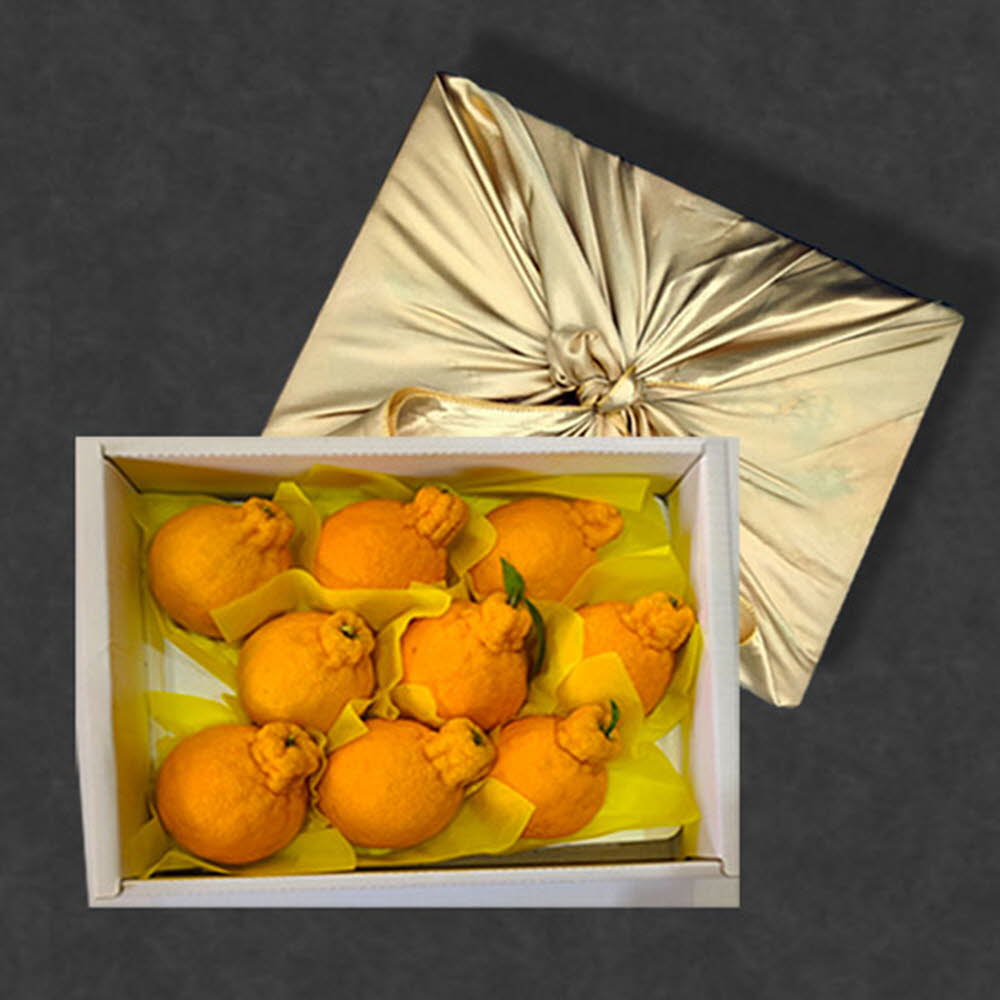 보자기 선물포장 한라봉 3kg(7~9과)/전남 나주