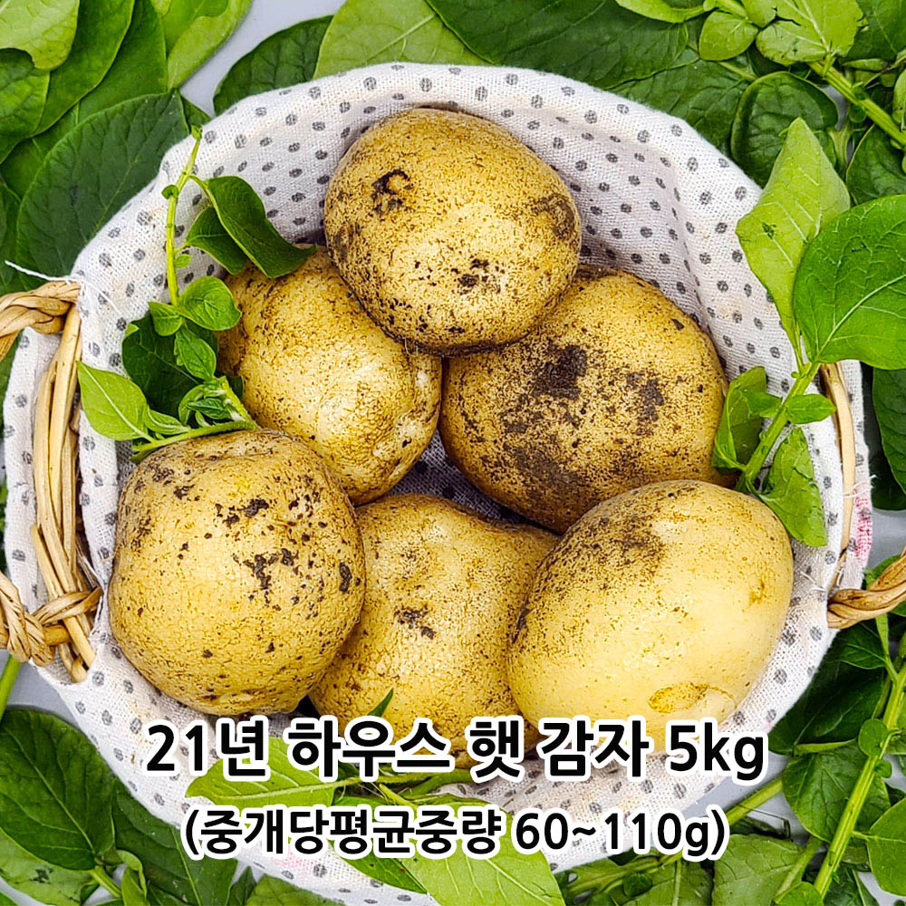21년 하우스 햇 감자 5kg(대개당평균중량 60~110g)