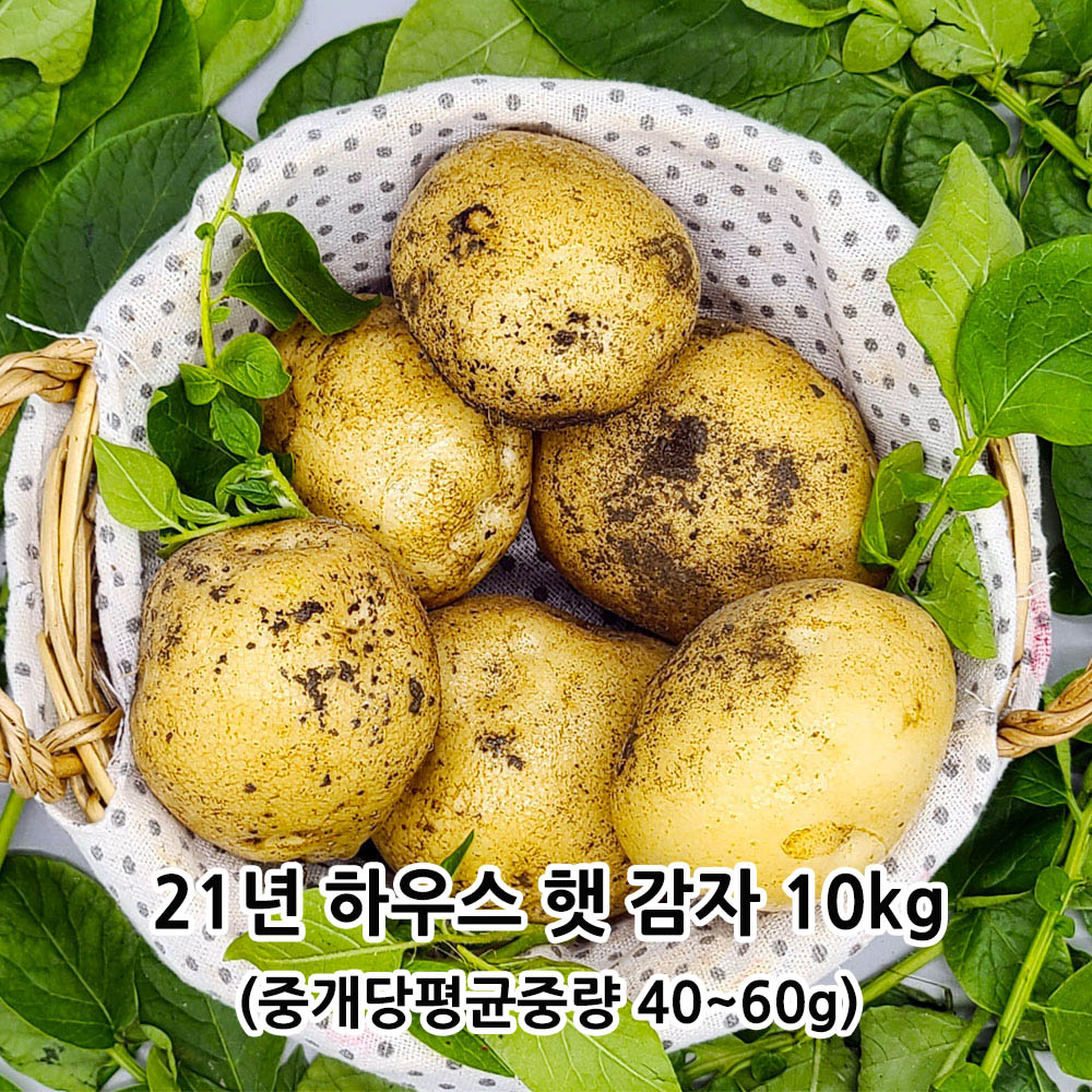 21년 하우스 햇 감자 10kg(중개당평균중량 40~60g)