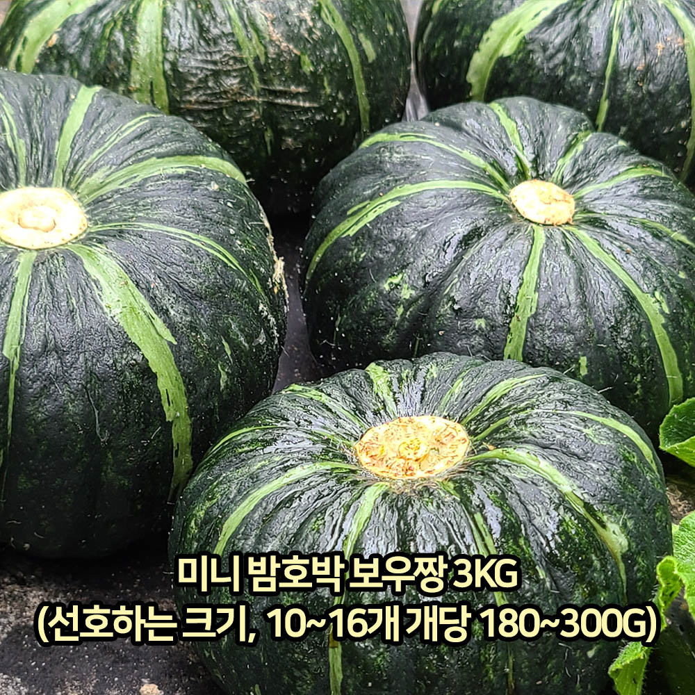 21년 수확한 남도 미니 밤호박 보우짱 3kg(선호하는 크기, 10~16개 개당 180~300g)