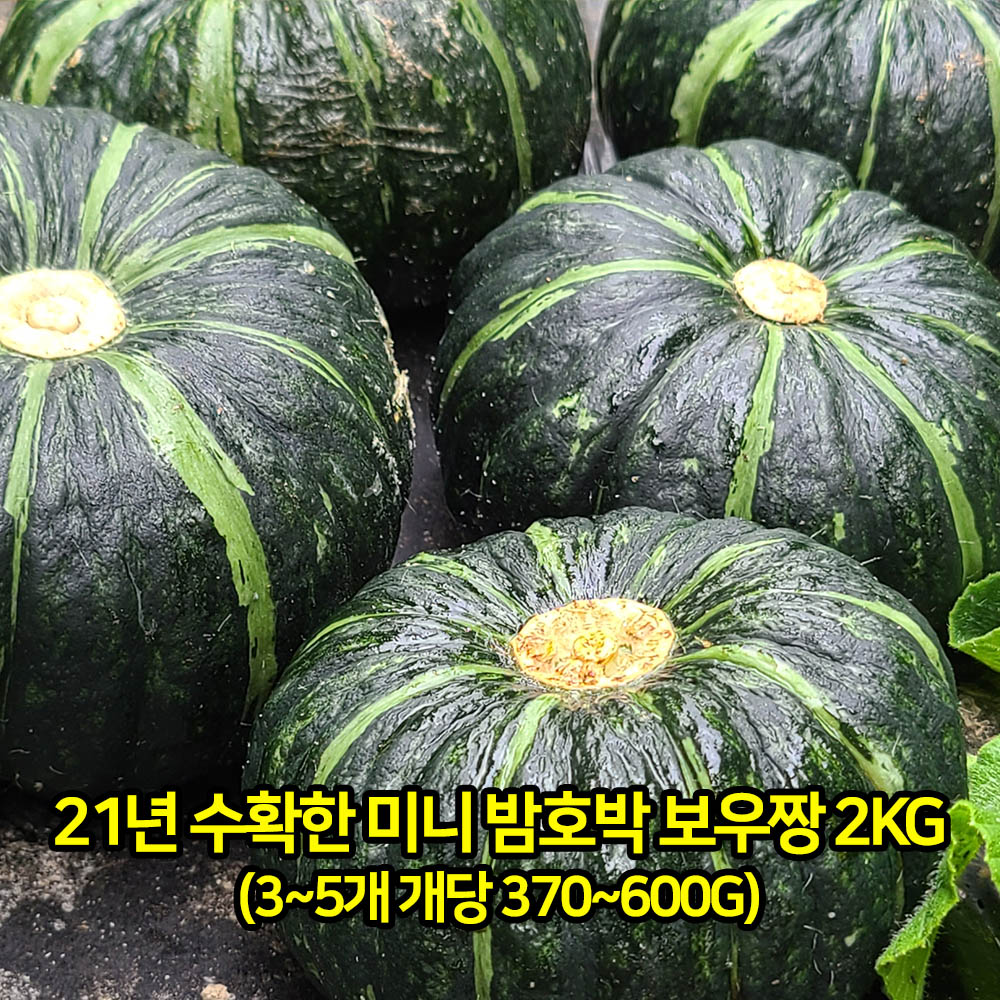 21년 수확한 미니 밤호박 보우짱 2kg(3~5개 개당 370~600g)