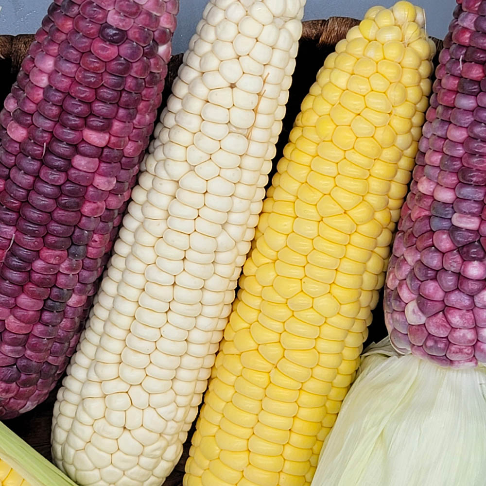 [아이스팩 동봉] 개당 평균 15cm 이상 옥수수 3종(초당 5개, 미백 5개, 흑찰 5개)