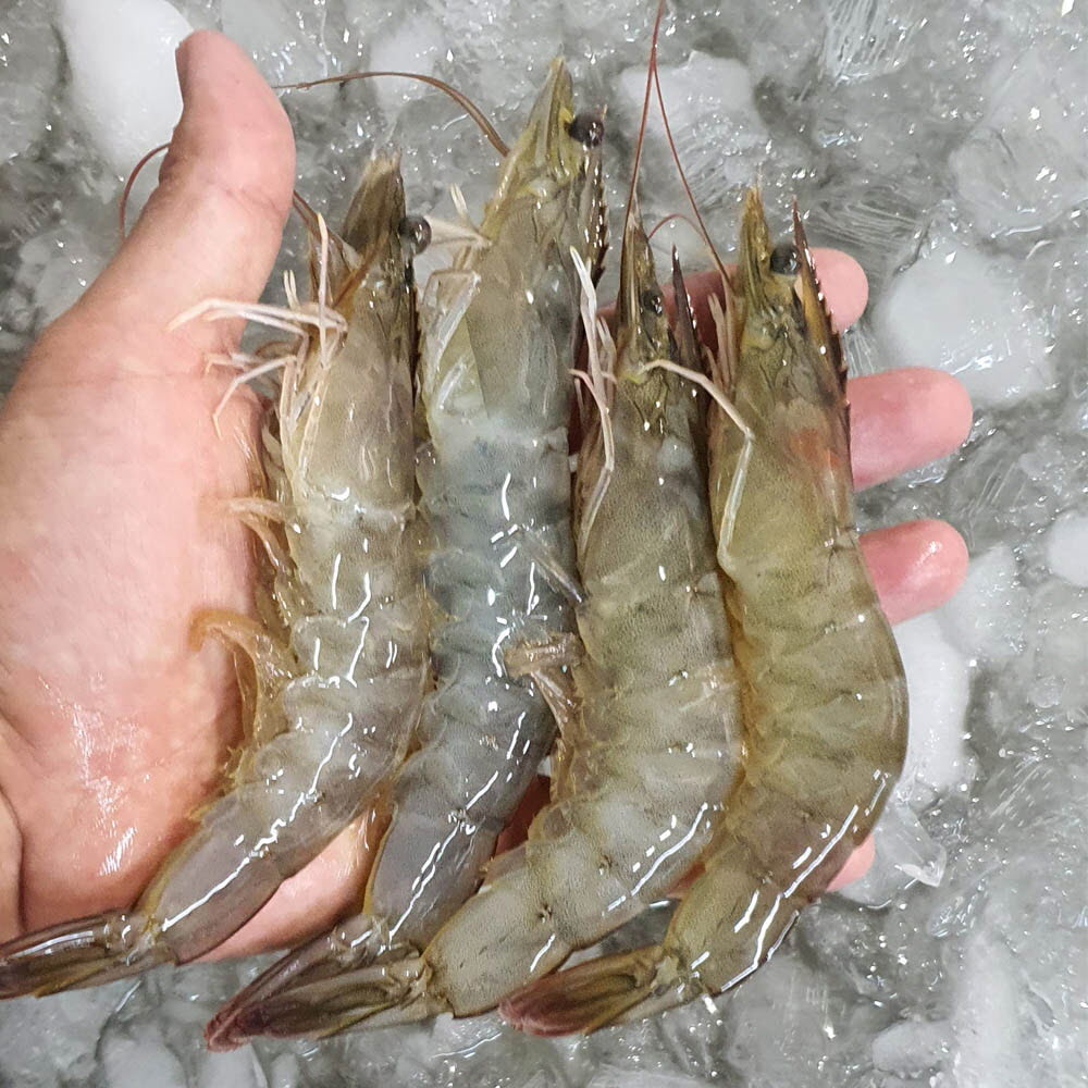 국내산 신안 생생특대새우 1Kg (32~35미 내외)