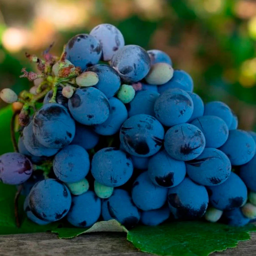 [아이스박스+아이스팩 동봉] 당도보장 국산 캠벨포도 (7~13송이 3kg 내외)