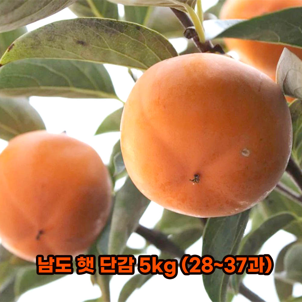 남도 햇 단감 5kg(28~37과)