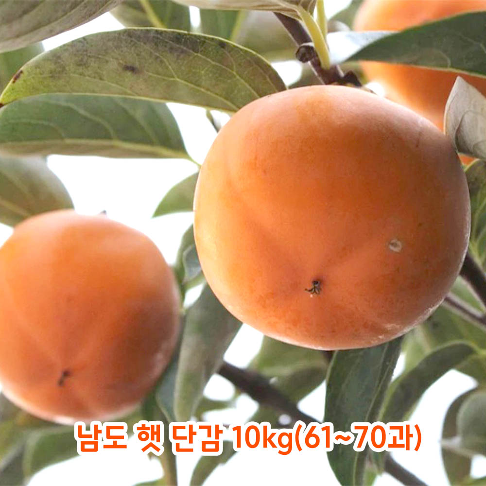 남도 햇 단감 10kg(61~70과)