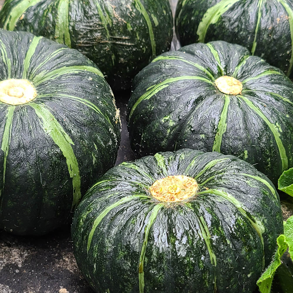 국산 햇 미니 밤호박 1kg 내외 (개당평균 120~600g)