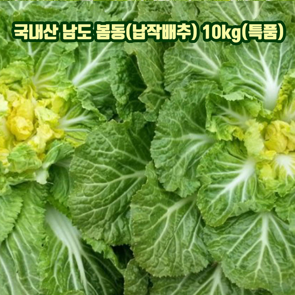 국내산 남도 봄동(납작배추) 10kg(특품)