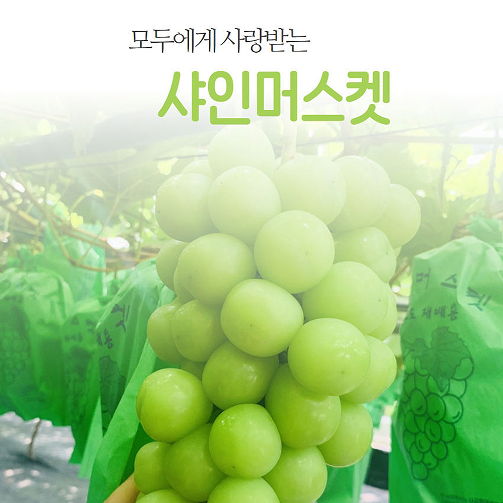 고당도 프리미엄 샤인머스켓 - 프리미엄2kg (2~3수)