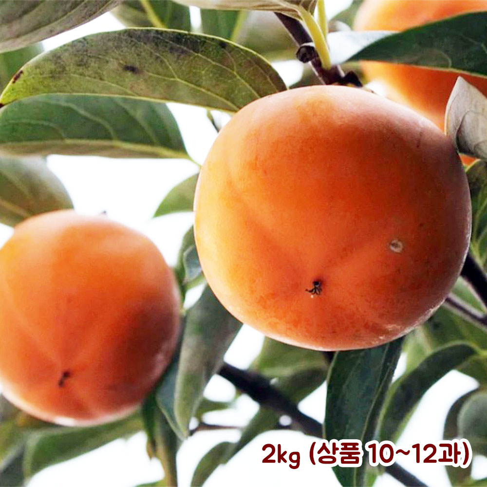 남도 햇 단감 2kg (상/특품 10~12과)