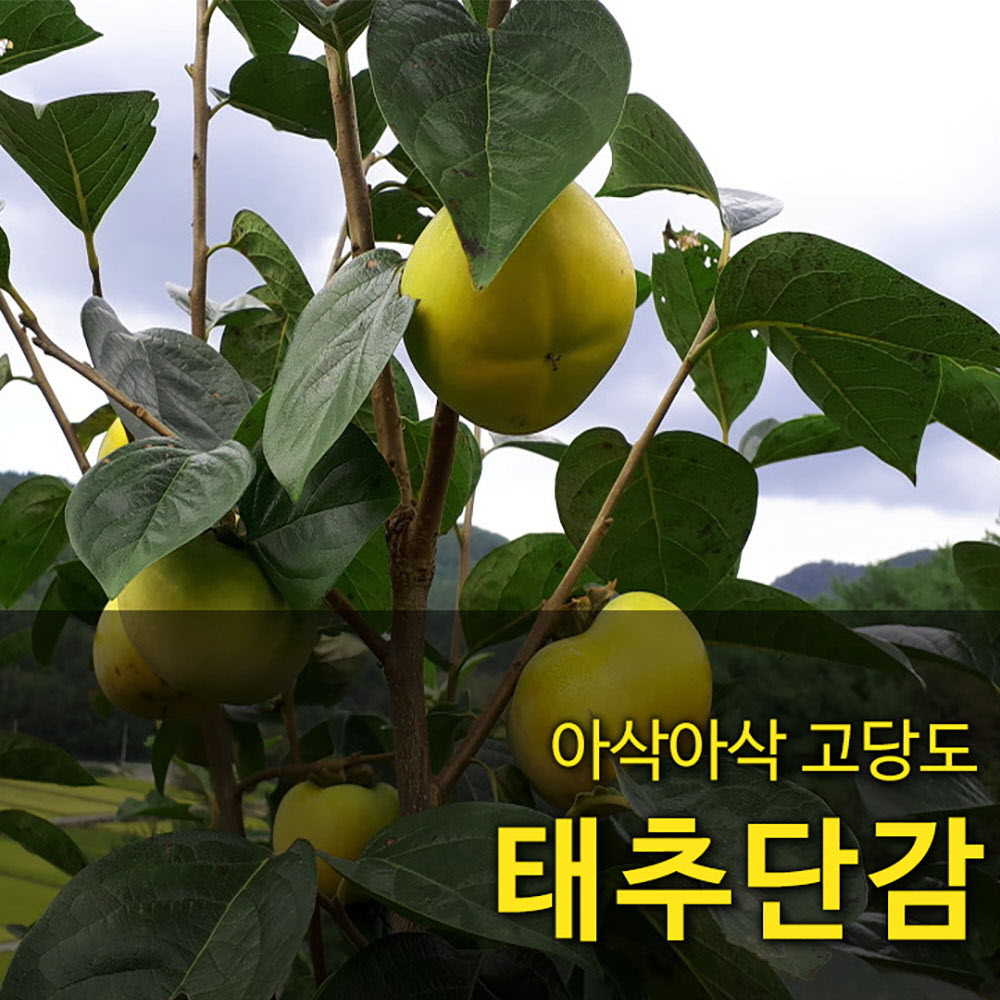 [국산과일] 아삭아삭 고당도 태추단감 11-15과 2.5kg