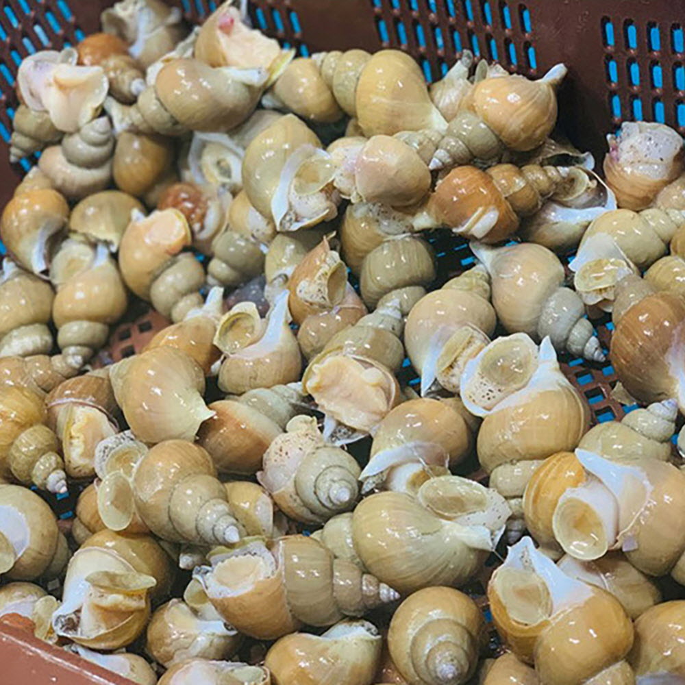 급냉 백고동 1kg 중대사이즈 (20-25미 내외) (초장증정)