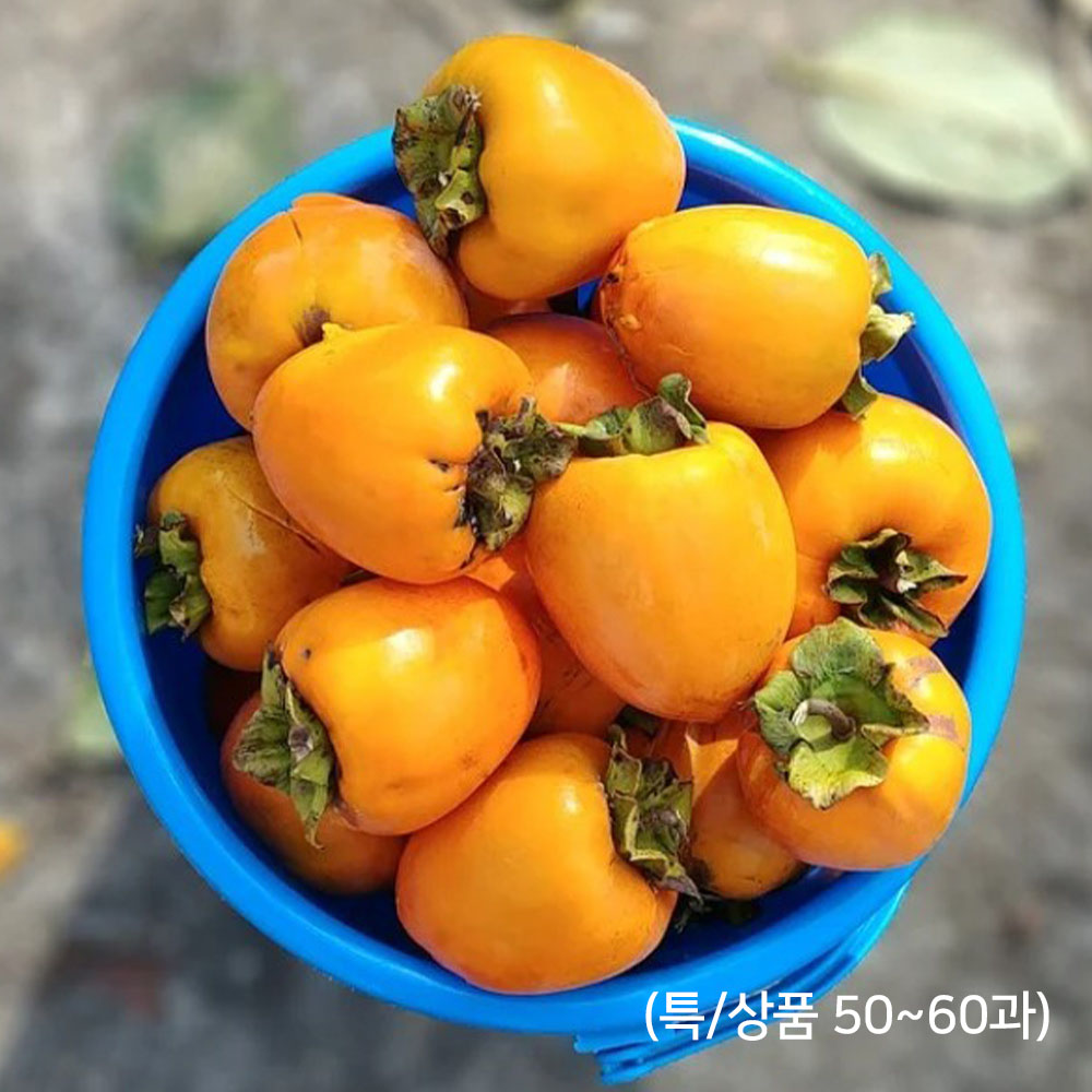 가을 대봉시 10kg내외(특/상품 50~60과)