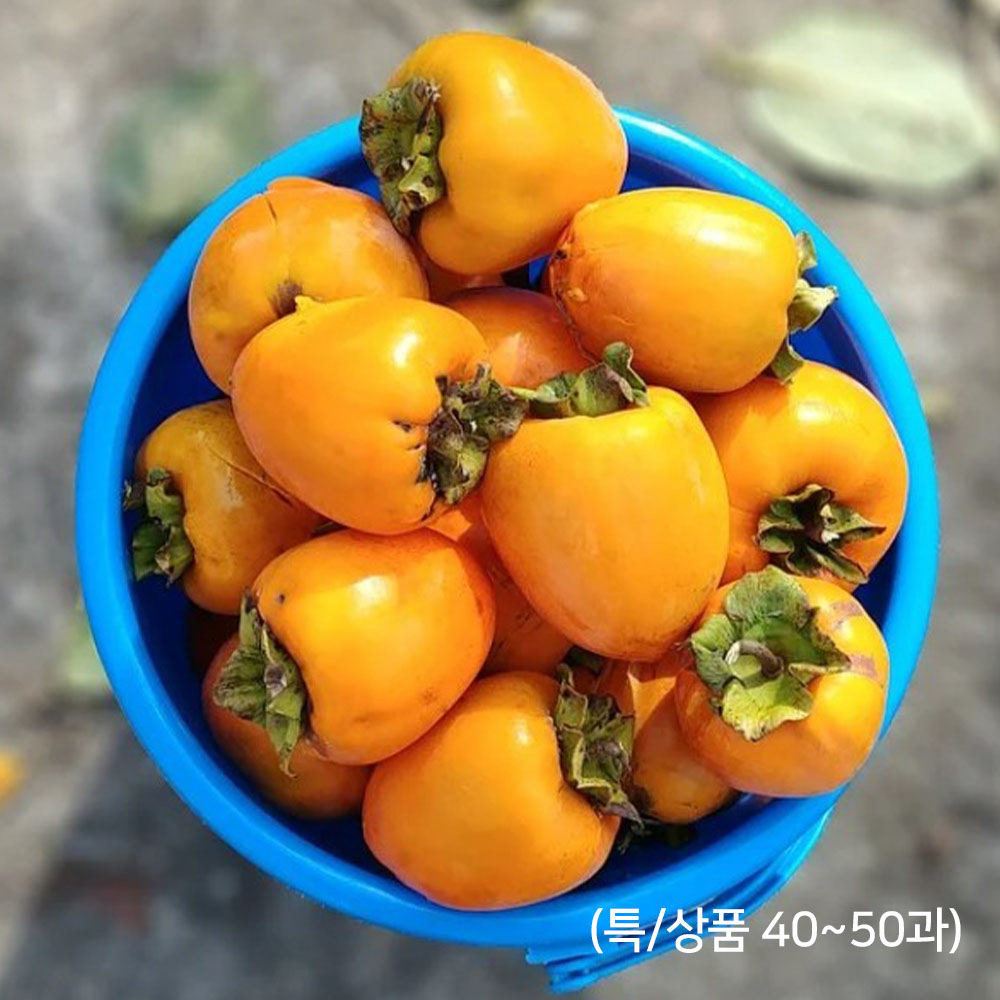 가을 대봉시 10kg내외(특/상품 40~50과)