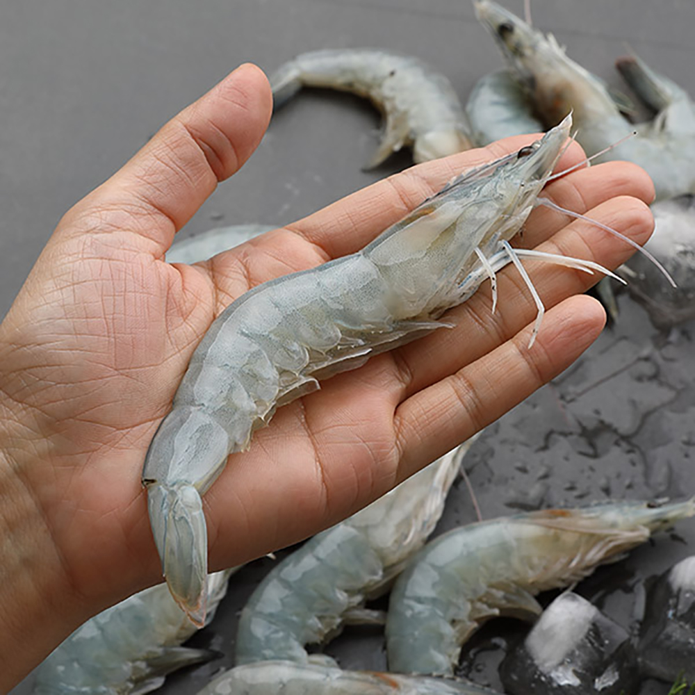 산지직송 태안 신진도 대짜 활새우 1kg(35미내외)