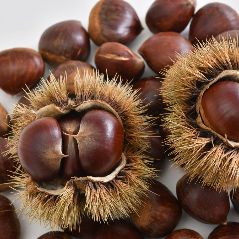 구쁜참 알밤 특대 1kg