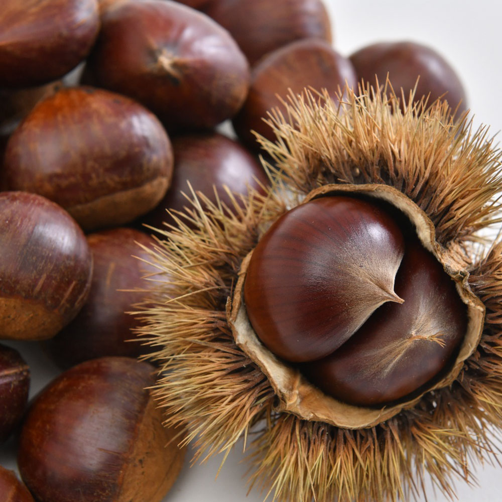 구쁜참 알밤 대 1kg