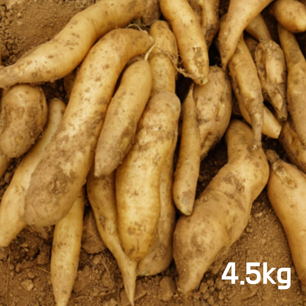 [2개 구매시 10kg 1박스로 발송] 생야콘 4.5kg (특품)