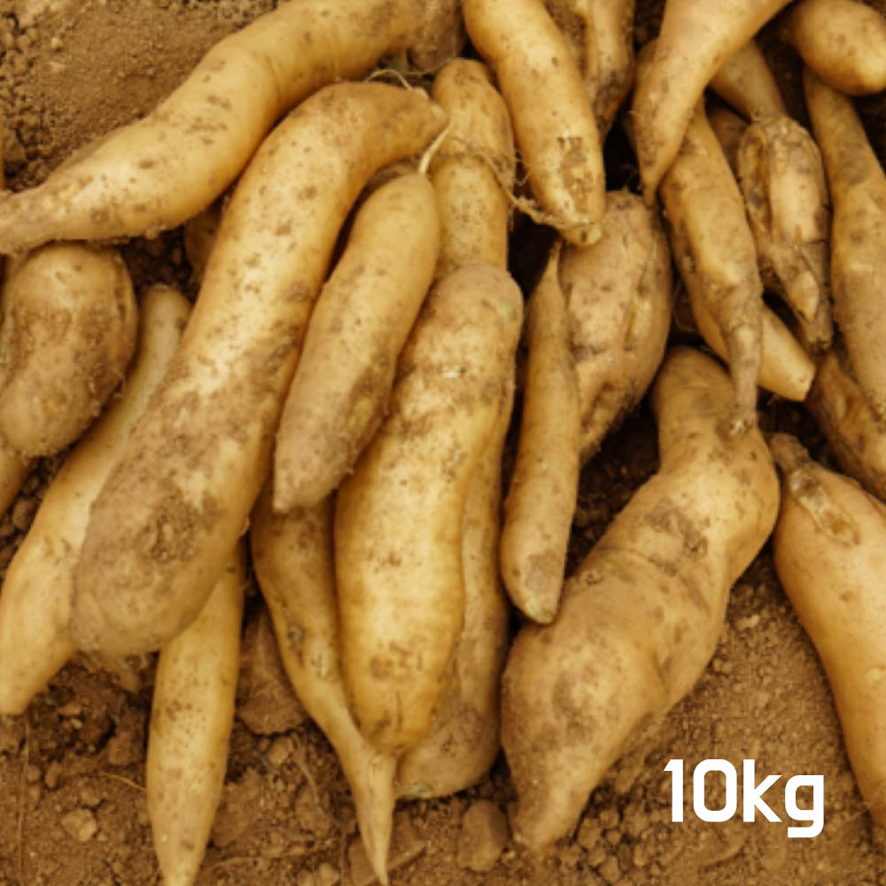 국산 생야콘 10kg (특품)