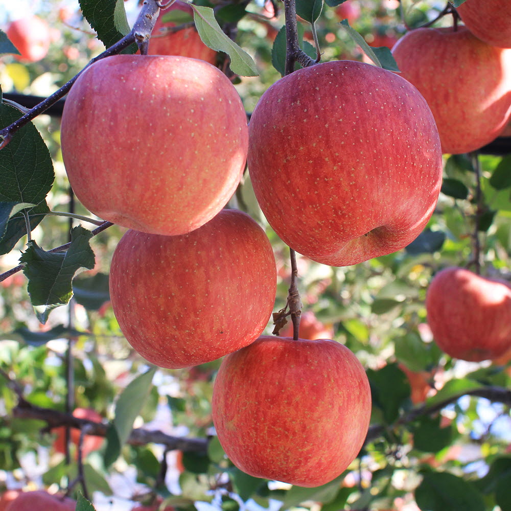 부사 경북사과 5kg (가정용) 18-22과