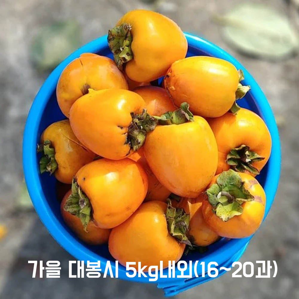 가을 대봉시 5kg내외(16~20과)
