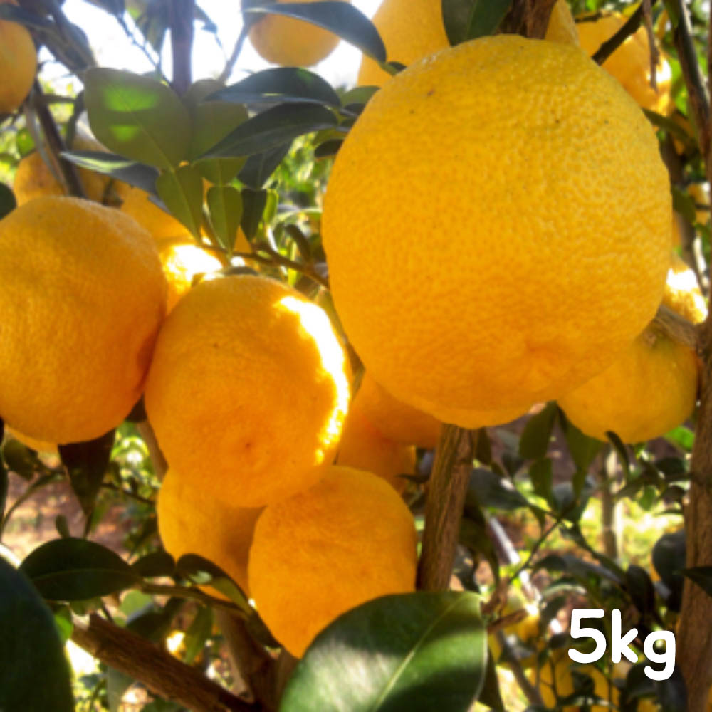 향이 진한 남도 유자생과 5kg (정품 30~50개)