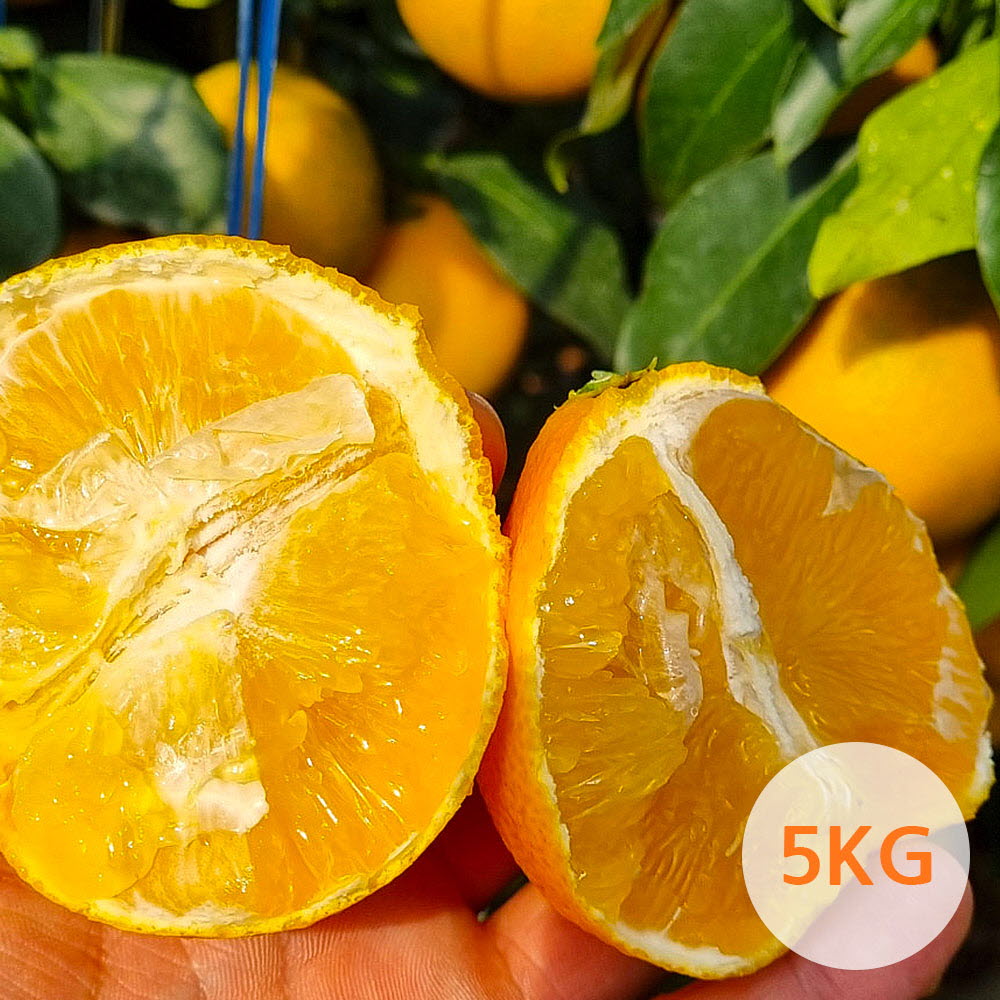 [농장직송] 2022 서귀포남원 황금향 5kg 24~32과 (가정용/벌크포장)