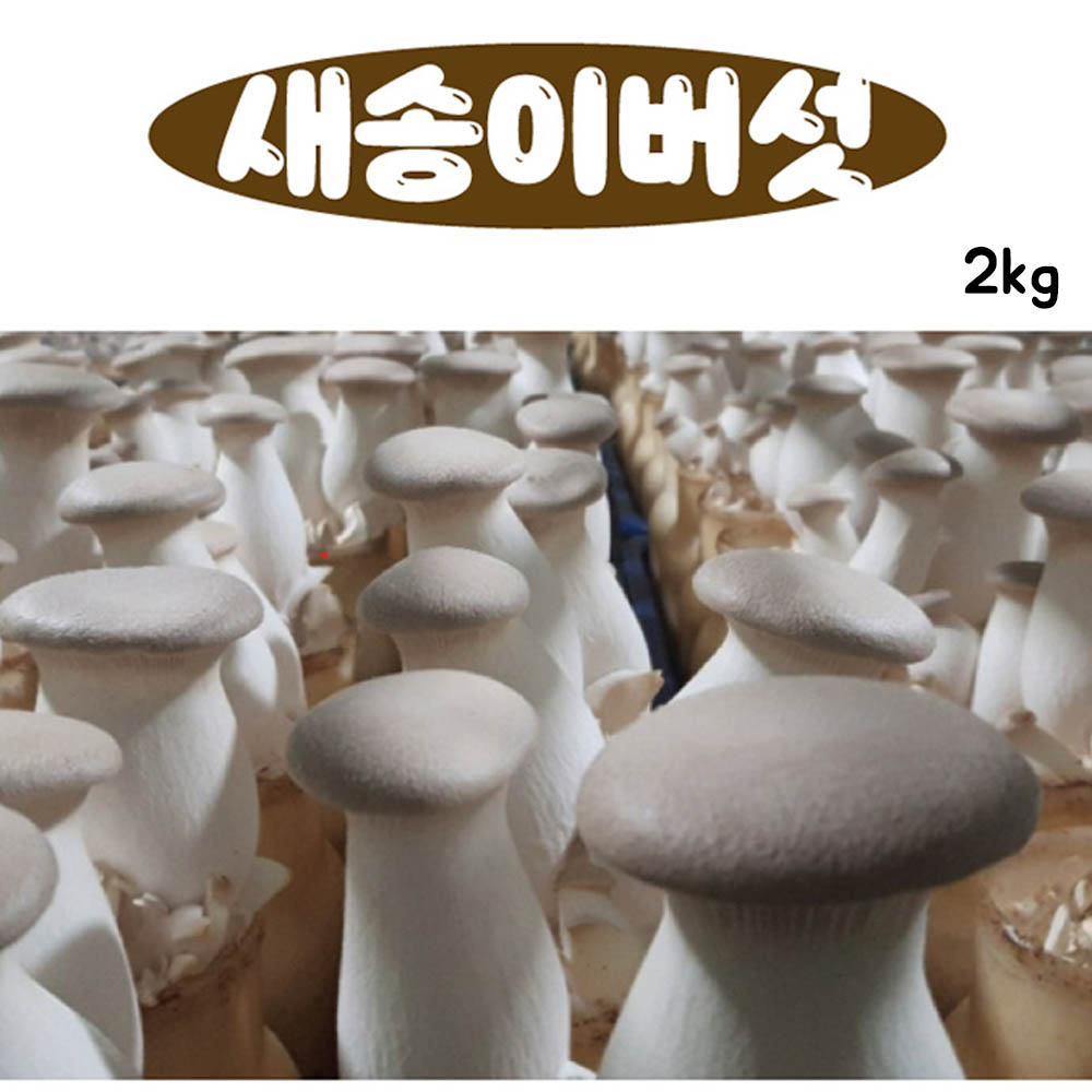 국내산 미니 새송이버섯 2kg